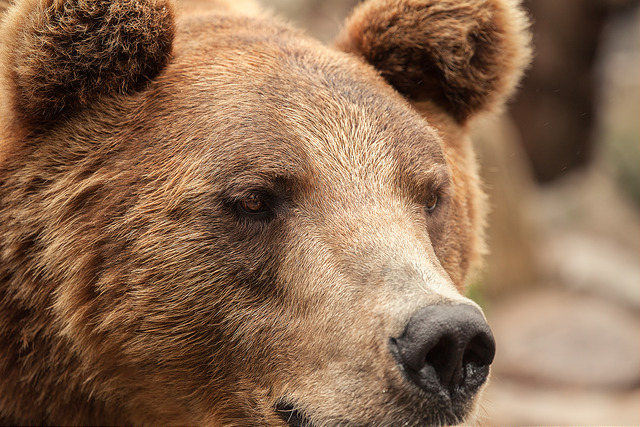 WWF: В прогулках медведей по кладбищу нет ничего странного