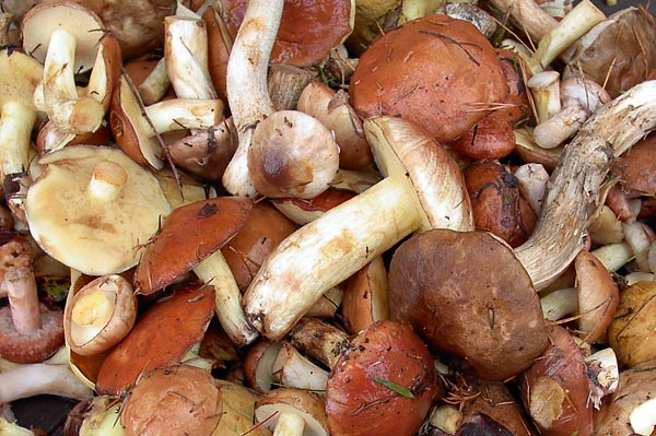 Жителям Подмосковья посоветовали собрать последние в этом году грибы 