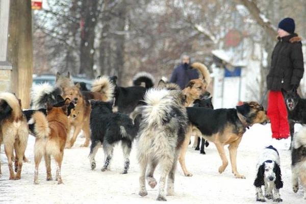 На Ямале нашли новых жертв бродячих собак
