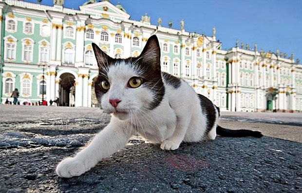 Кошек из горящего Эрмитажа спасли