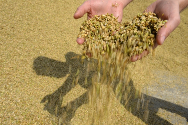 Украина будет экспортировать зерно