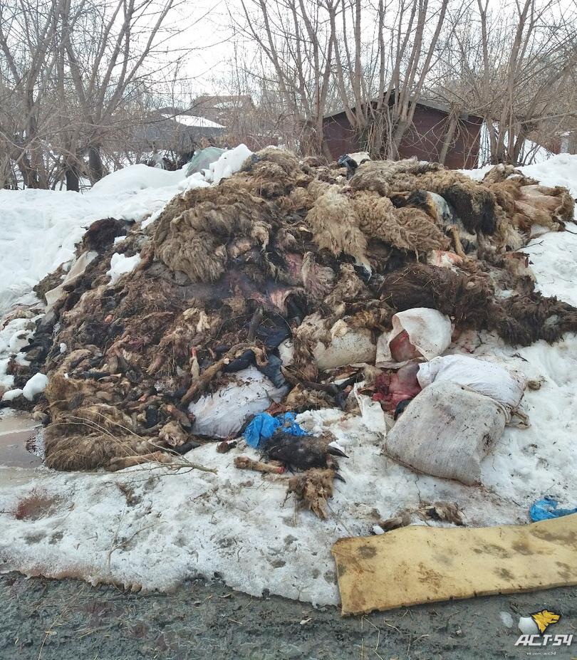 Гору мертвых баранов нашли жители Новосибирска