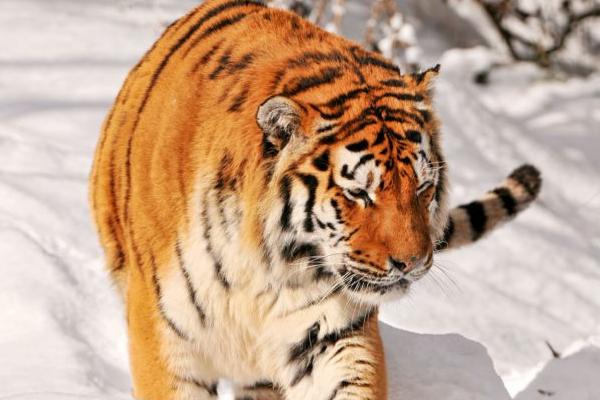 Тигры прогулялись по Красногорску