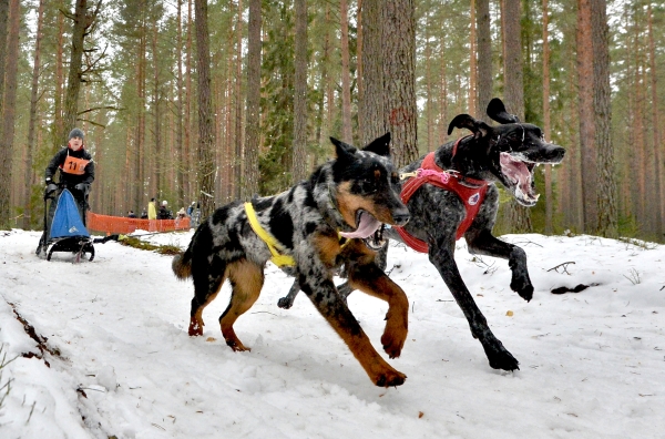 В Тольятти финиширует международная гонка на собачьих упряжках   