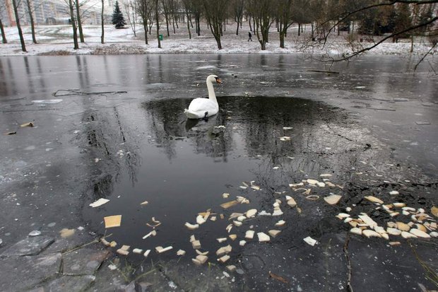 Жителям Ногинска посоветовали оставить одинокого лебедя в покое