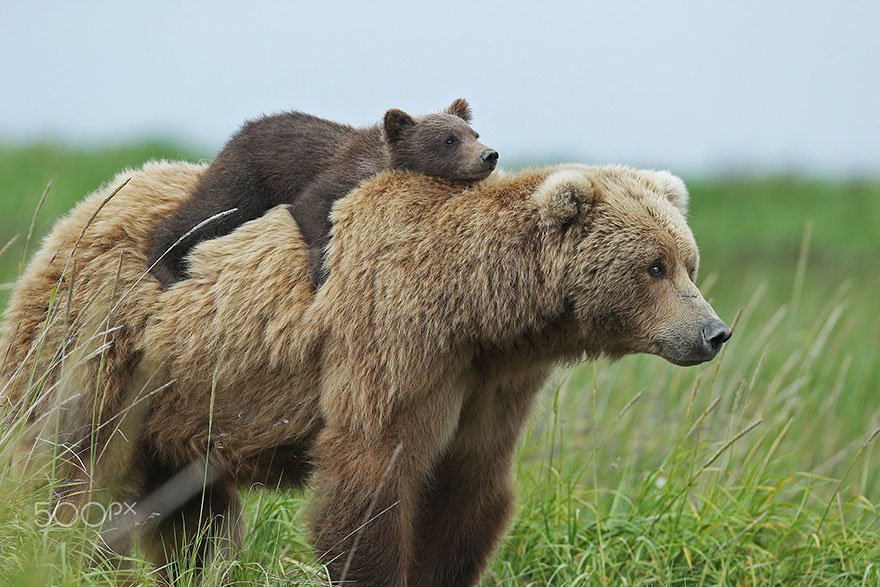Туристы заметили в Красной поляне медведицу с медвежатами