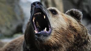 Экологи призвали иркутского губернатора, убившего спящего медведя, к ответственности 