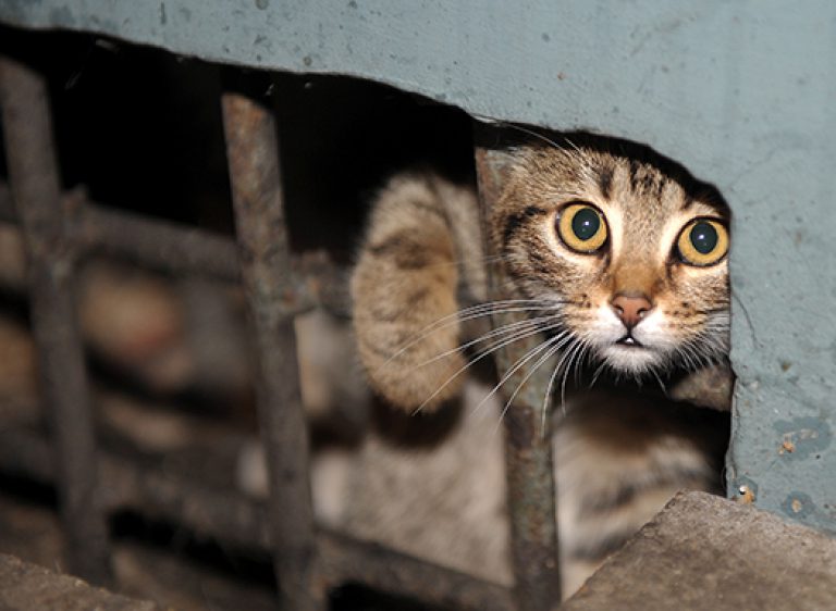 Кошек запретили замуровывать в подвалах многоквартирных домов