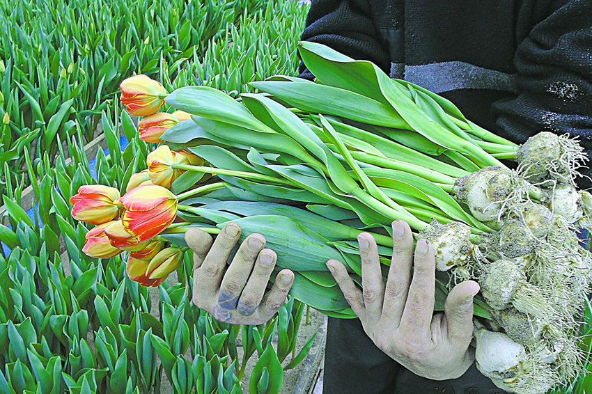 Жительниц Самары тюльпанами к 8 марта обеспечат заключённые