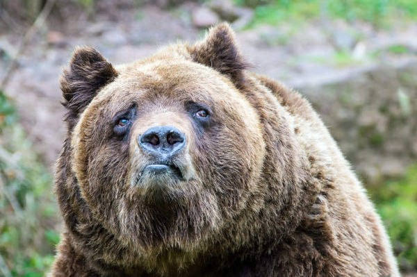 Мэр Магадана рассказал, где можно увидеть медведей