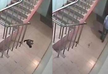 Благовещенские активисты хотят наказать подростков, бросивших кошку с 10 этажа