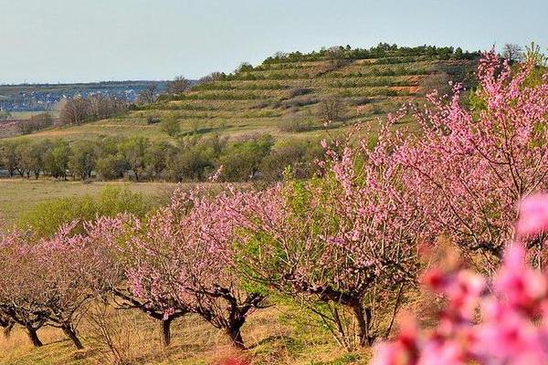 В Крыму возможны заморозки
