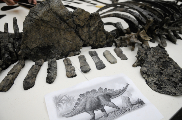 Ученые обнаружили самого крупного динозавра