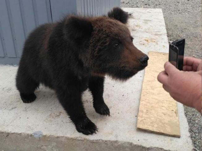 Двух медвежат спасают железнодорожники Амурской области