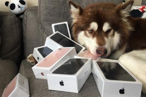 В Китае собаке подарили восемь новых iPhone