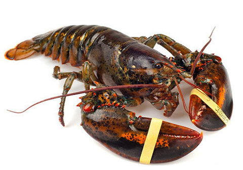 large_lobster-1.jpg