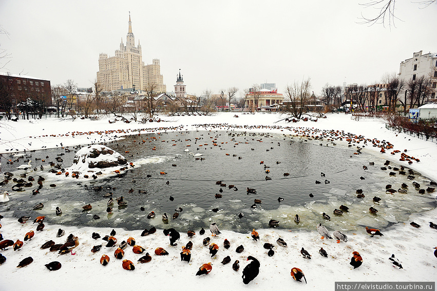 Moskovskiy-zoopark-zimoy.jpg