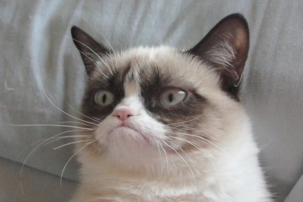 grumpy cat grumpy cat