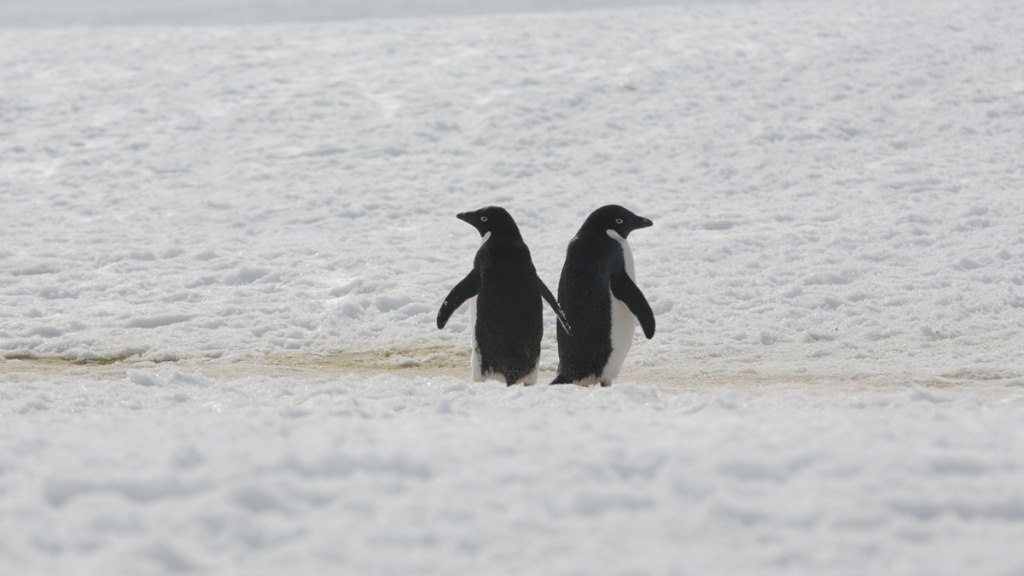 Пингвины 1.JPG